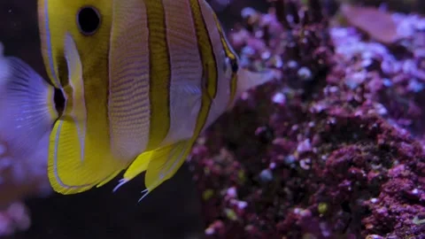 Close up of copperband butterflyfish  Stock Footage 219245065