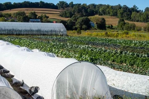 Close up copy space row crop covers with garden Stock Photos