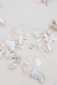Close-up of Coral and Shells on Sandy Beach Stock Photos