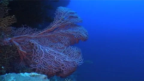 Close Up Of Coral Fan Stock Footage 291373638