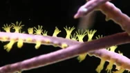 Close Up Of Coral Feeding Stock Footage