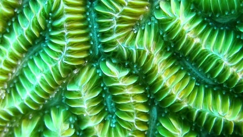 Close up of the coral Stock Footage 76990561