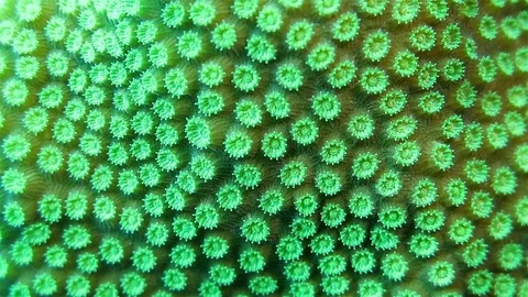 Close up of the coral Stock Footage 76990820