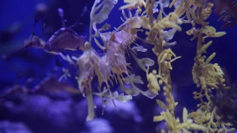A close up of a coral Stock Footage 155356884