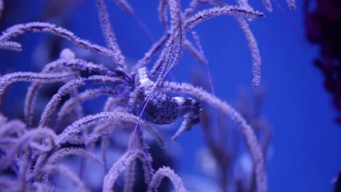 A close up of a coral Stock Footage 155357559