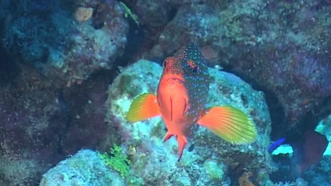 Close Up Of Coral Grouper, Exit Screen Stock Footage 291373893