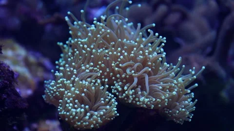 Close up of coral polyps moving in blue aquarium light Stock Footage 345255262