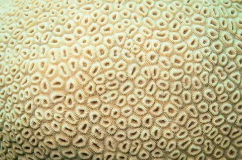 Close up for coral polyps Stock Photos