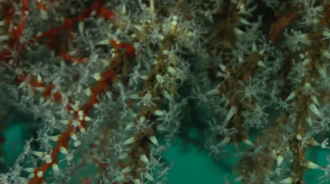 Close up Coral Polyps on Plane Wreck Stock Footage 27061167