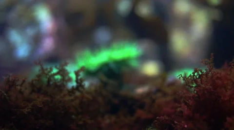 Close up of Coral Pull Focus Video stock 35842224