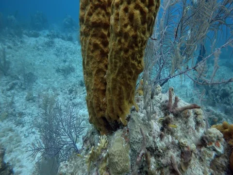 Close up of Coral Reef Stock Footage 75799146