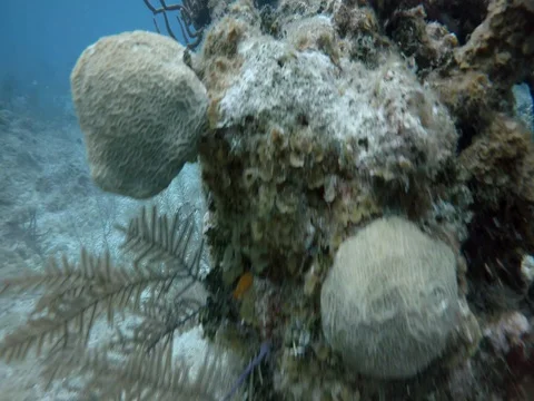 Close up of Coral Reef Stock Footage 75799180