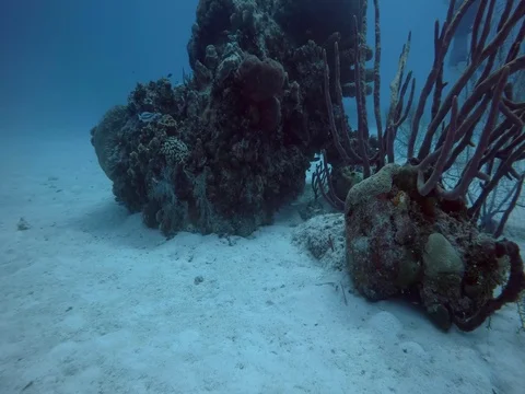 Close up of Coral Reef Stock Footage 75799189