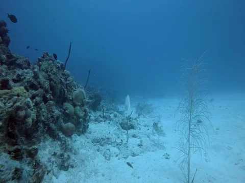 Close up of Coral Reef Stock Footage 75799198