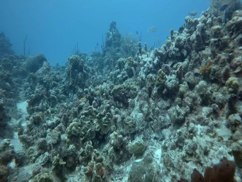 Close up of Coral Reef Stock Footage 75799204