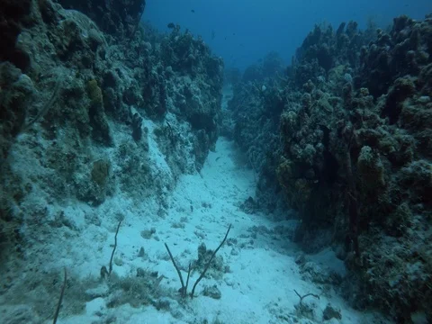 Close up of Coral Reef Stock Footage 75799220