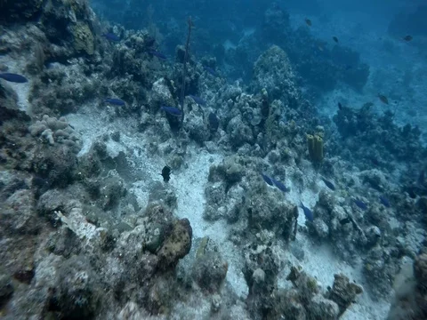 Close up of Coral Reef Stock Footage 75799225