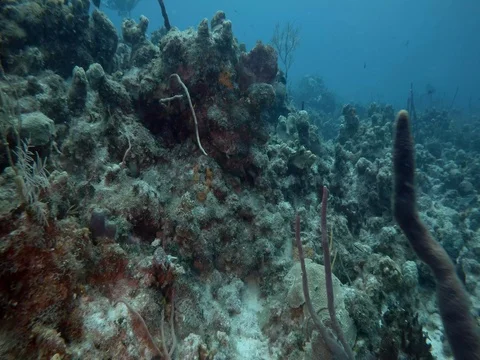 Close up of Coral Reef Stock Footage 75799247