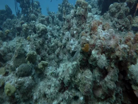 Close up of Coral Reef Stock-Footage 75799257