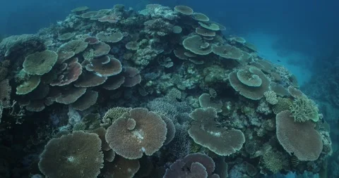 Close up of Coral Reef Stock Footage 303193386