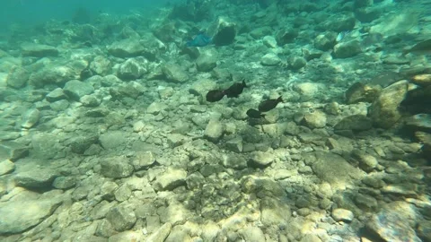 Close-up of coral reefs and black fish in sea. Stock-Footage 219244143