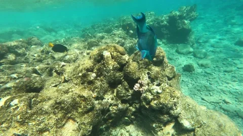 Close-up of coral reefs and blue fish in sea. Stock Footage 219244166