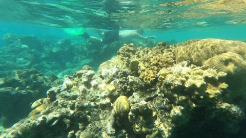 Close-up of coral reefs and diveк in Red sea. Stock Footage 219244254