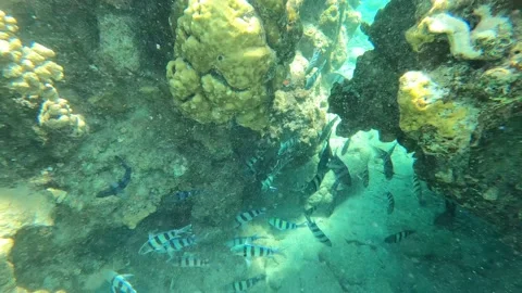 Close-up of coral reefs with many white-black fish in sea. Stock Footage 219244398