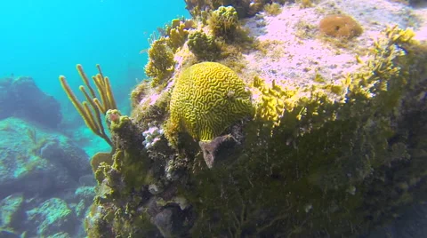 Close up of coral while diving Stock Footage 42723429
