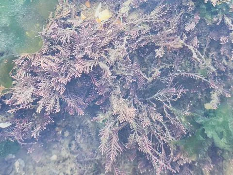 Close-up of Corallina officinalis red algae underwater in natural habitat Foto stock
