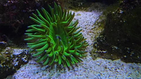  Close up of corals anemone Stock Footage 261413497