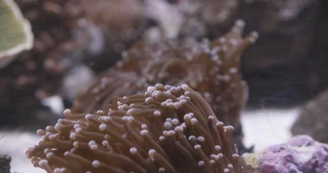 Close-up of corals in the aquarium Stock Footage 93602202
