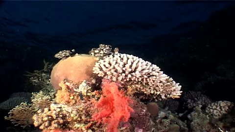 Close Up Of Corals At Dusk, Red Sea Stock Footage 285806063