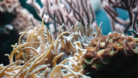 Close-up of corals that move from the current of the water. Close-up shooting Stock Footage 334108324