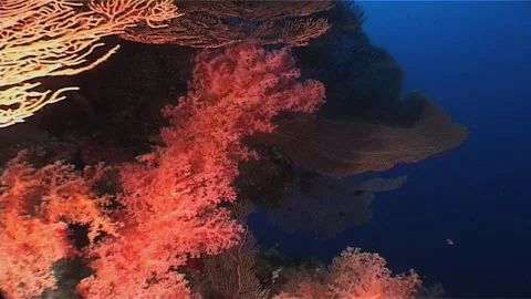 Close Up Of Corals, Red Sea Stock Footage 285805645