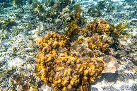 Close up on corals under the Clear Water at The Coast of Kelor Island, in Kom Stock Photos