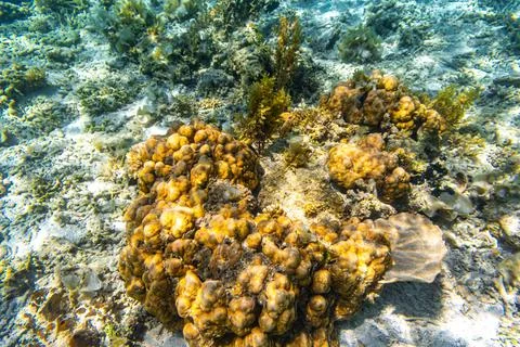 Close up on corals under the Clear Water at The Coast of Kelor Island, in K.. Stock Photos