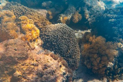 Close up on the corals at Underwater reef system on pink sand beach, Komodo N Stock Photos
