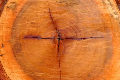 Close up Core Tree of Cut Tree Trunk Background. Stock Photos