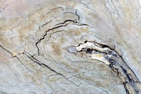 Close up Core Tree of Cut Tree Trunk Background. Stock Photos