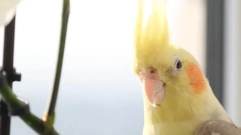Close-up of a Corella parrot sitting on a tree branch. Tropical bird. Yellow Video stock 253105838
