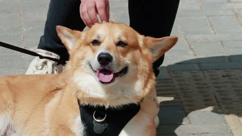 Close up of a Corgi dog being gently petted by a woman Vidéo 335413258
