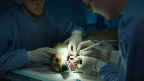 Close up Corgi dog at teeth cleaning vet clinic services, Skilled veterinarians Video stock 244679175