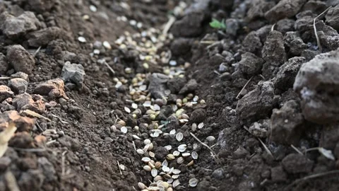 Close up coriander (cilantro) when planting seed. farmer hand coriander see.. Stock Footage 330047161