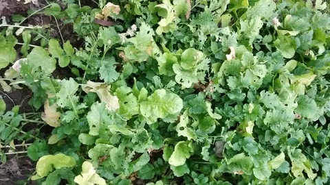 Close up of Coriander plant Stock Footage 126339158