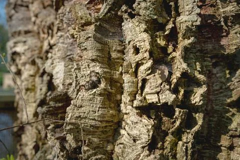 Close up of cork oak tree bark, Quercus Suber tree used to make wine bottle caps Stock-Fotos
