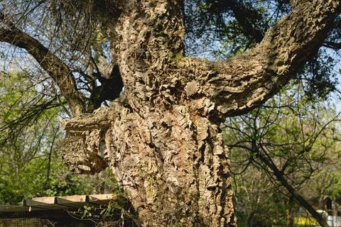 Close up of cork oak tree bark, Quercus Suber tree used to make wine bottle caps 库存照片