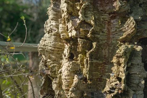 Close up of cork oak tree bark, Quercus Suber tree used to make wine bottle caps Photos