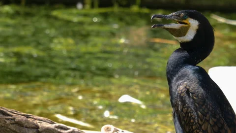 Close up of cormorant Stock Footage 131389399