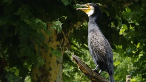Close up of cormorant Stock Footage 135261977